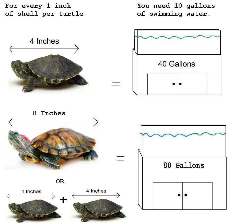 What Kind of Water Do Red Eared Slider Turtles Need? 2